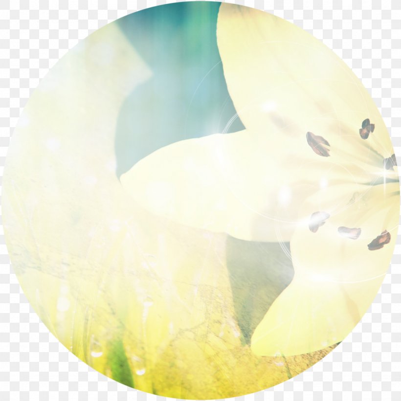 White Yellow Organism Animal, PNG, 1127x1127px, White, Animal, Organism, Yellow Download Free