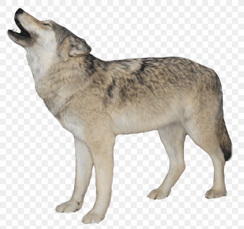 Arctic Wolf Clip Art, PNG, 1280x1205px, Gray Wolf, Black Wolf, Canis Lupus Tundrarum, Carnivoran, Coyote Download Free