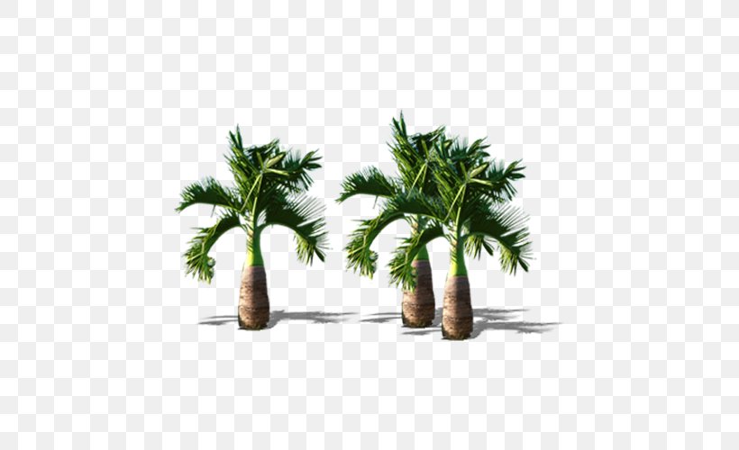 Arecaceae Tree Coconut, PNG, 500x500px, Arecaceae, Arecales, Coconut, Dwarf Coconut, Element Download Free
