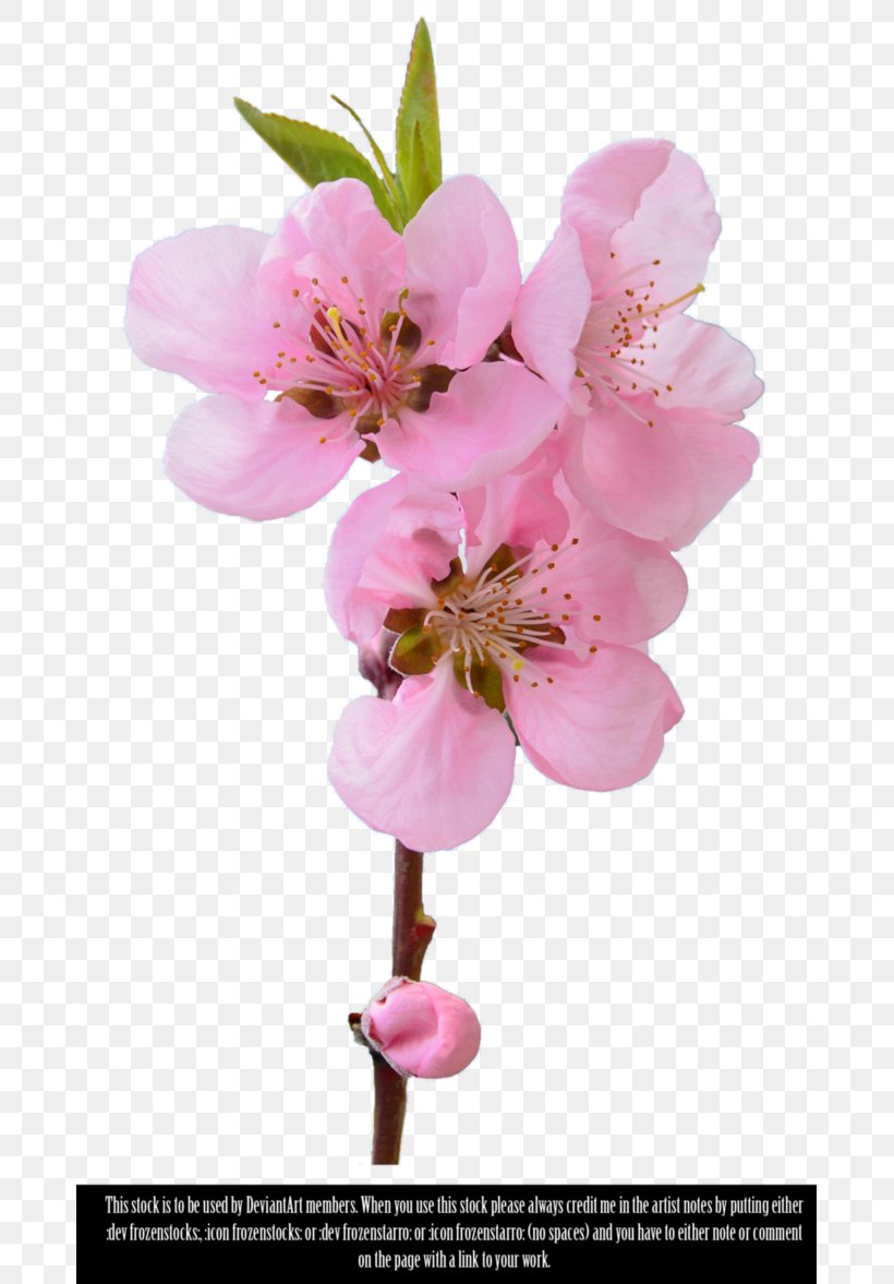 Art Clip Art, PNG, 679x1177px, Art, Blossom, Branch, Cherry Blossom, Deviantart Download Free