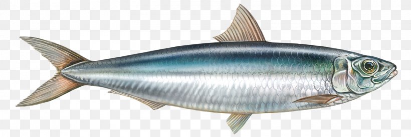 Sardine Milkfish Yellowfin Tuna, PNG, 1600x538px, Sardine, Bony Fish, Dutch Cuisine, European Pilchard, Fin Download Free