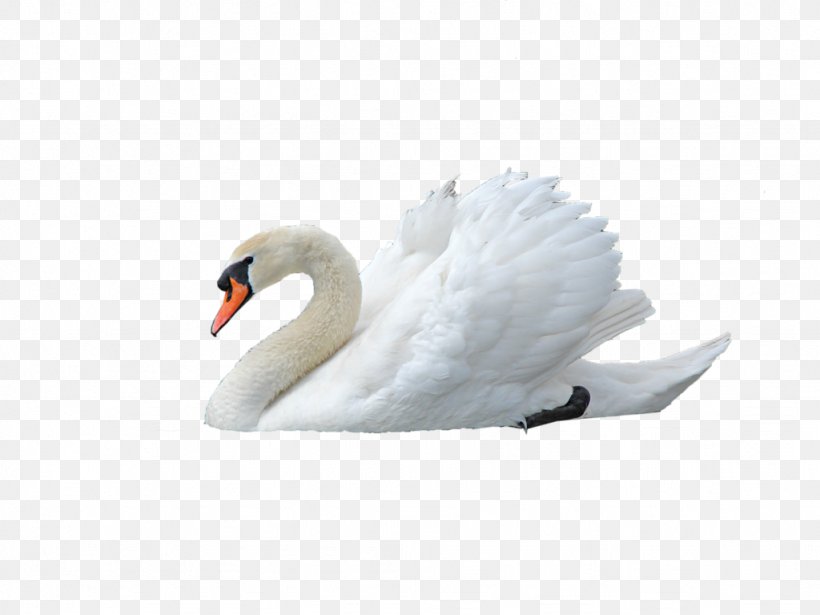 Swan Clip Art, PNG, 1024x768px, Black Swan, Alpha Compositing, Anatidae, Beak, Bird Download Free