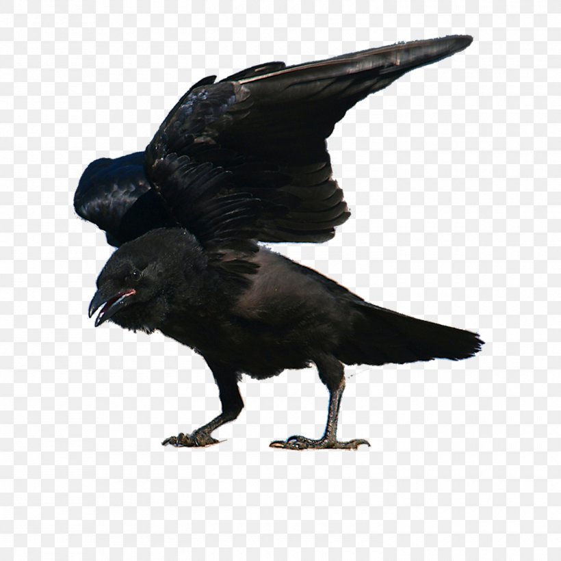 American Crow New Caledonian Crow Rook Bird Passerine, PNG, 1500x1500px, American Crow, Beak, Bird, Common Raven, Crow Download Free