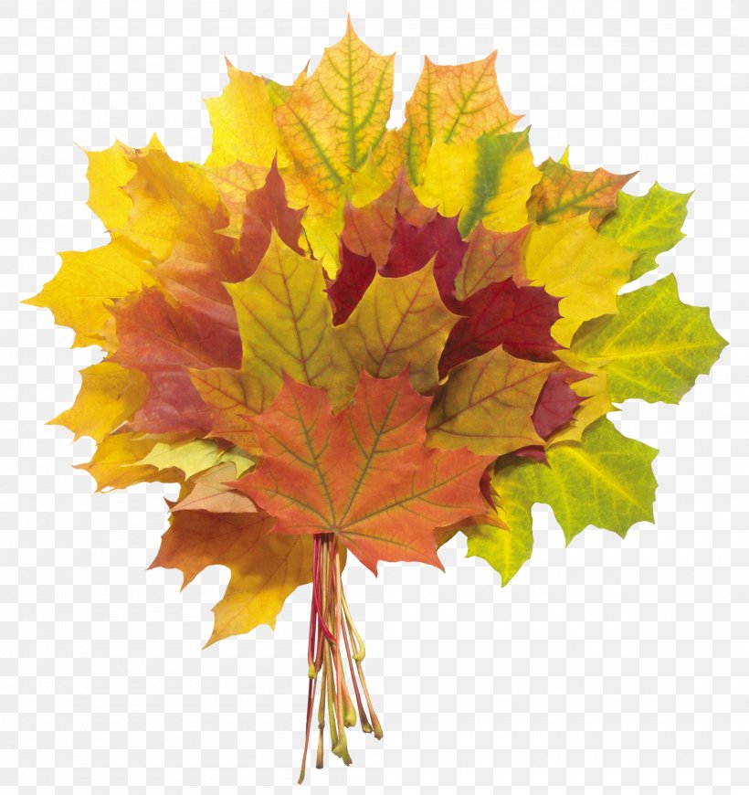 Autumn Leaf Color Flower Bouquet, PNG, 2000x2122px, Autumn, Autumn Leaf Color, Flowering Plant, Leaf, Maple Leaf Download Free