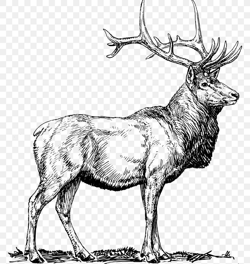 Elk Deer Clip Art, PNG, 768x863px, Elk, Antelope, Antler, Art, Black And White Download Free