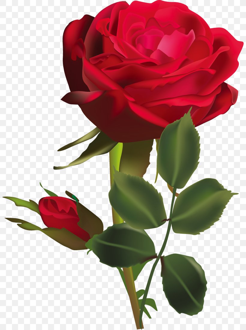 Flower Clip Art, PNG, 804x1100px, Flower, Blue Rose, China Rose, Cut Flowers, Floral Design Download Free