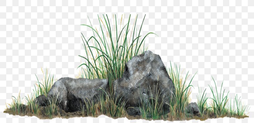 Grasses Rock Clip Art, PNG, 800x397px, Grasses, Carnivoran, Cat Like Mammal, Computer Graphics, Ecosystem Download Free