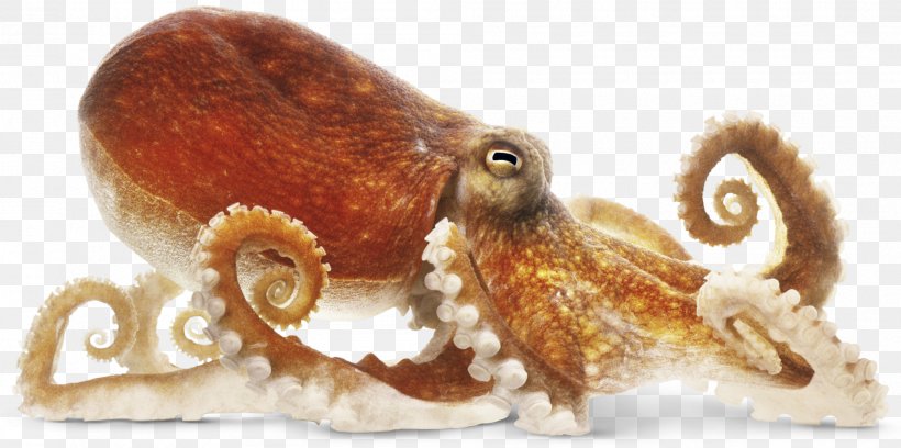 Octopus Cephalopod Dorling Kindersley The New Children's Encyclopedia Squid, PNG, 2005x1000px, Octopus, Book, Cephalopod, Child, Common Octopus Download Free