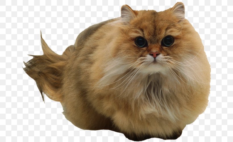 Persian Cat Norwegian Forest Cat Whiskers British Semi-longhair Cymric, PNG, 670x500px, Persian Cat, British Semi Longhair, British Semilonghair, Carnivoran, Cat Download Free