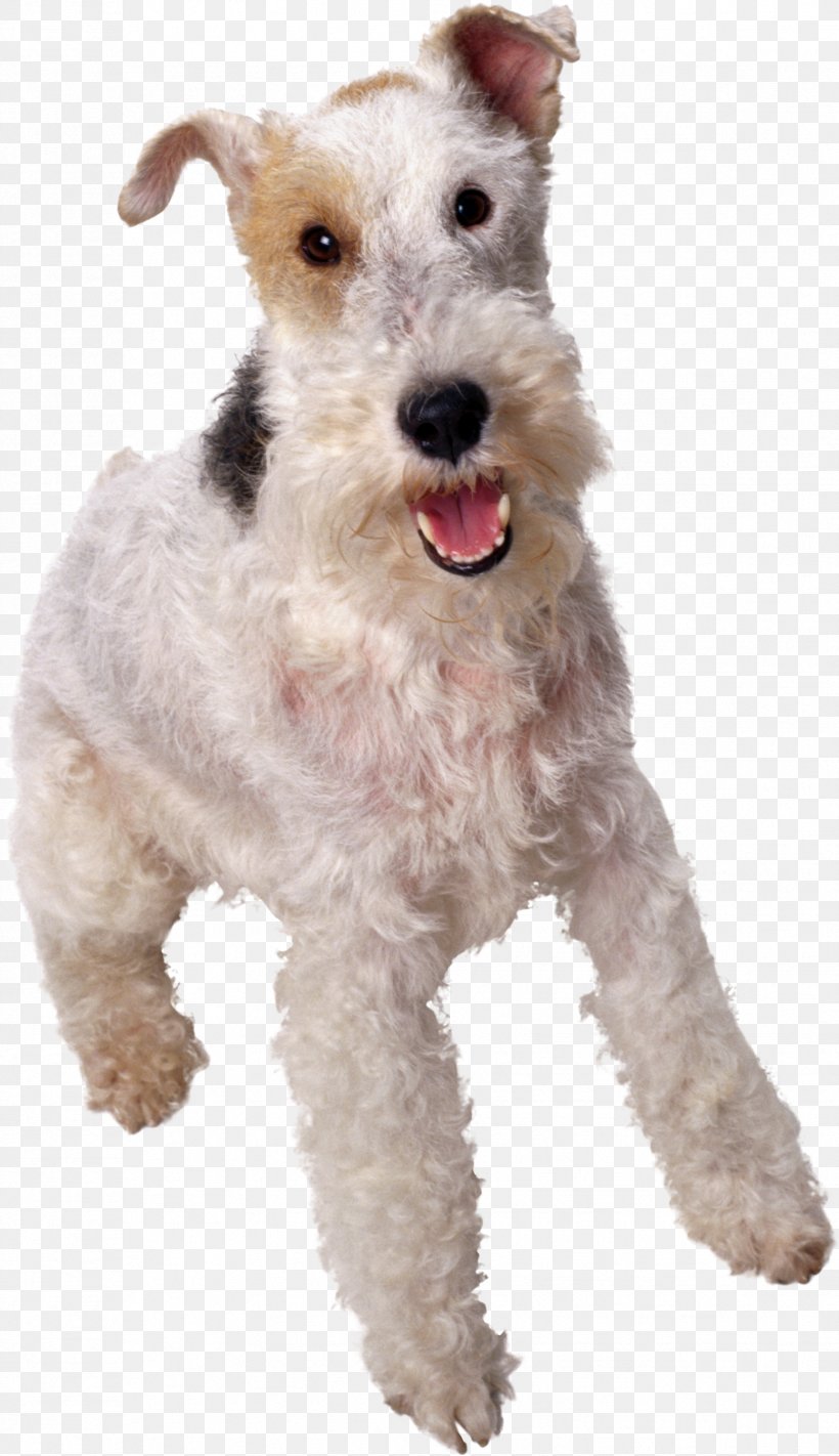 Australian Cattle Dog American Eskimo Dog Patterdale Terrier Wire Hair Fox Terrier Affenpinscher, PNG, 1729x3000px, Australian Cattle Dog, Affenpinscher, American Eskimo Dog, American Staffordshire Terrier, Animal Download Free