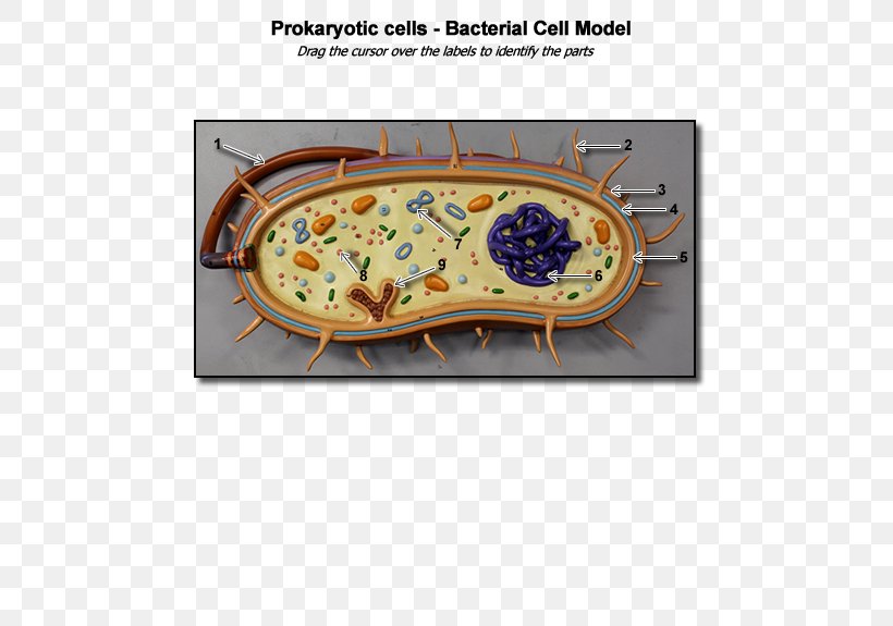 Bacterial Cell Structure Prokaryote Biology, PNG, 600x575px, Bacterial Cell Structure, Bacillus, Bacteria, Biology, Cell Download Free