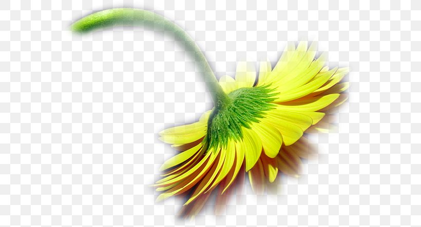 Centerblog Flower LiveInternet Petal, PNG, 571x443px, Blog, Centerblog, Close Up, Daisy, Daisy Family Download Free