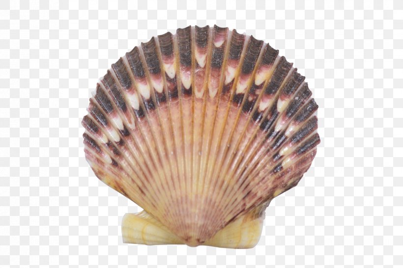 Clam Cockle Pecten Seashell Oyster, PNG, 1650x1100px, Clam, Banco De Imagens, Beach, Clams Oysters Mussels And Scallops, Cockle Download Free