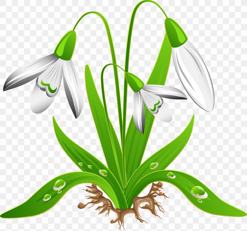 Crocus Vernus Snowdrop Flower Clip Art, PNG, 5000x4669px, Crocus Vernus, Amaryllis Family, Crocus, Drawing, Flora Download Free