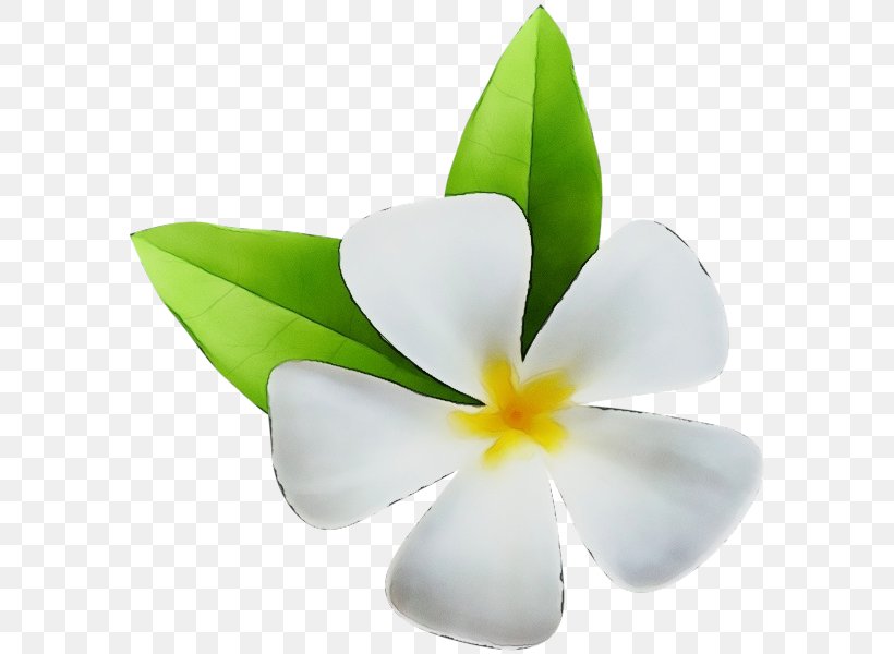 Design Plants, PNG, 589x600px, Watercolor, Flower, Frangipani, Leaf, Paint Download Free