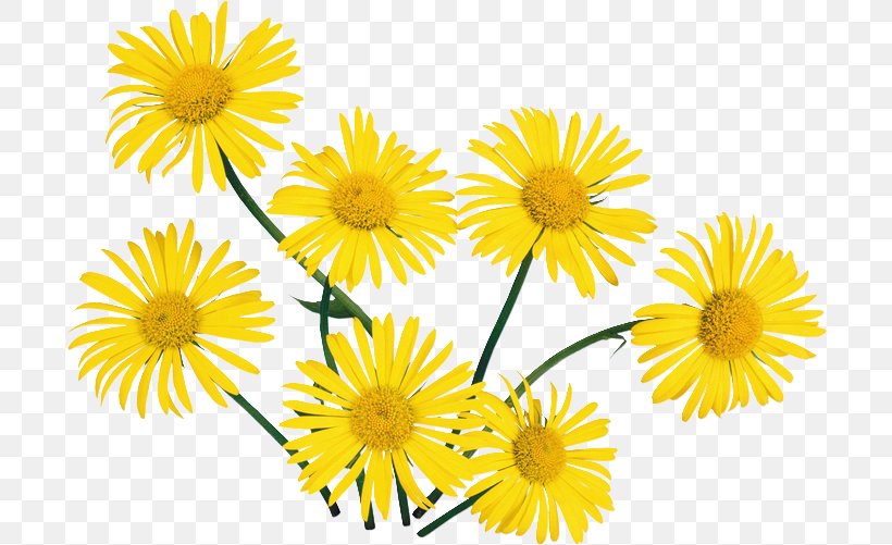 Flower Clip Art, PNG, 700x501px, Flower, Chamaemelum Nobile, Chrysanthemum, Chrysanthemum Coronarium, Chrysanths Download Free