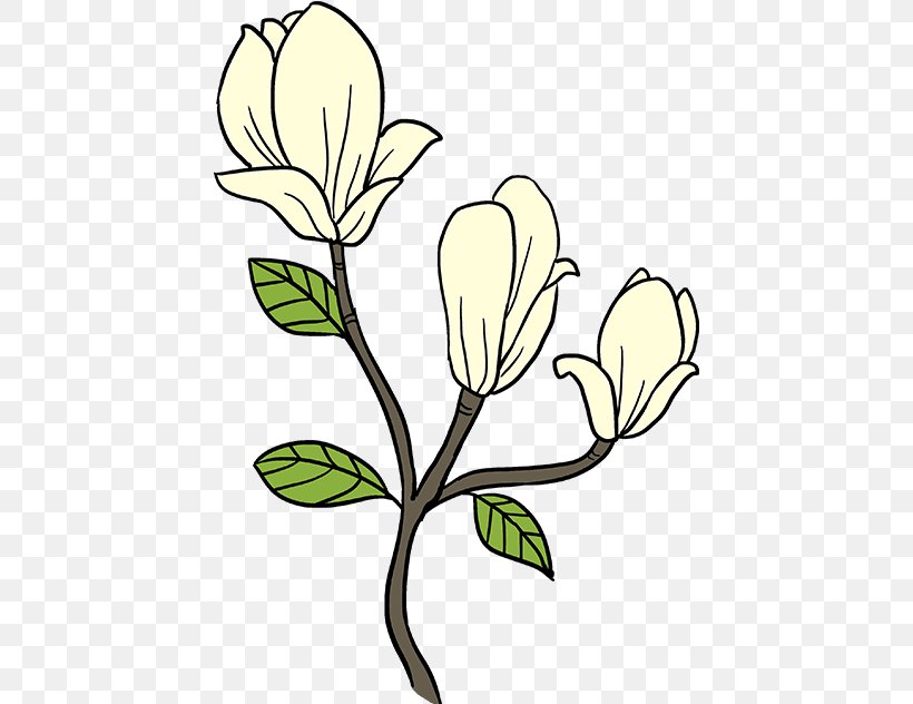 Doodle Drawing Clip Art Southern Magnolia, PNG, 437x632px, Doodle, Art, Botany, Branch, Bud Download Free