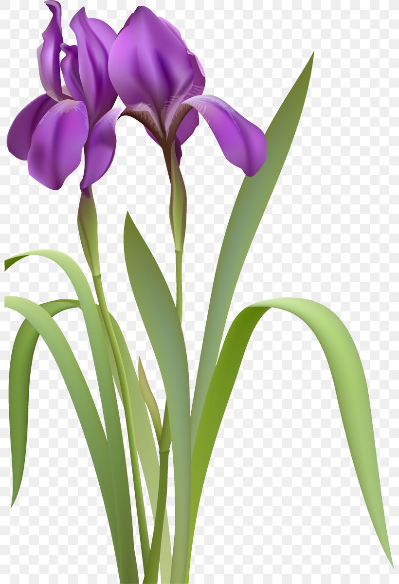 Drawing Clip Art, PNG, 802x1200px, Drawing, Bud, Cattleya, Cut Flowers, Flower Download Free