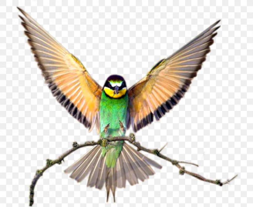 Lovebird Computer Desktop Wallpaper, PNG, 980x804px, Bird, Animal, Beak, Beautiful Birds, Common Pet Parakeet Download Free