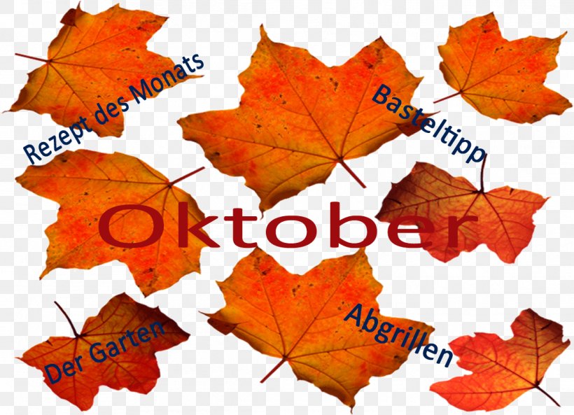 Maple Leaf Autumn, PNG, 1142x827px, Maple Leaf, Autumn, Deciduous, Leaf, Maple Download Free