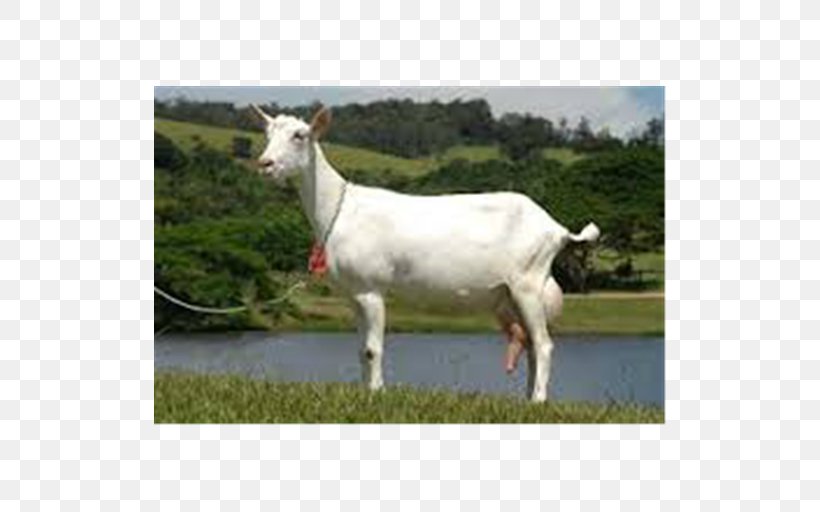 Saanen Goat Alpine Goat Toggenburg Goat Boer Goat Barbari Goat, PNG, 512x512px, Saanen Goat, Ahuntz, Alpine Goat, Barbari Goat, Boer Goat Download Free