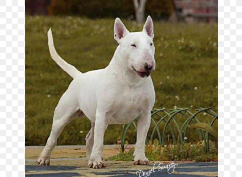 Miniature Bull Terrier American Pit Bull Terrier Bull And Terrier Old English Terrier, PNG, 800x600px, Bull Terrier, American Bulldog, American Pit Bull Terrier, American Staffordshire Terrier, Brindle Download Free
