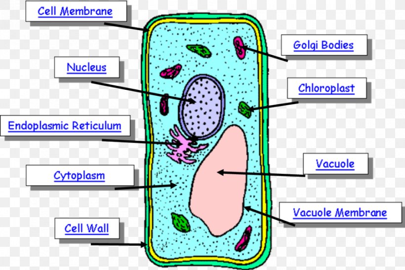 Plant Cell Human Body Diagram, PNG, 900x601px, Watercolor, Cartoon, Flower, Frame, Heart Download Free