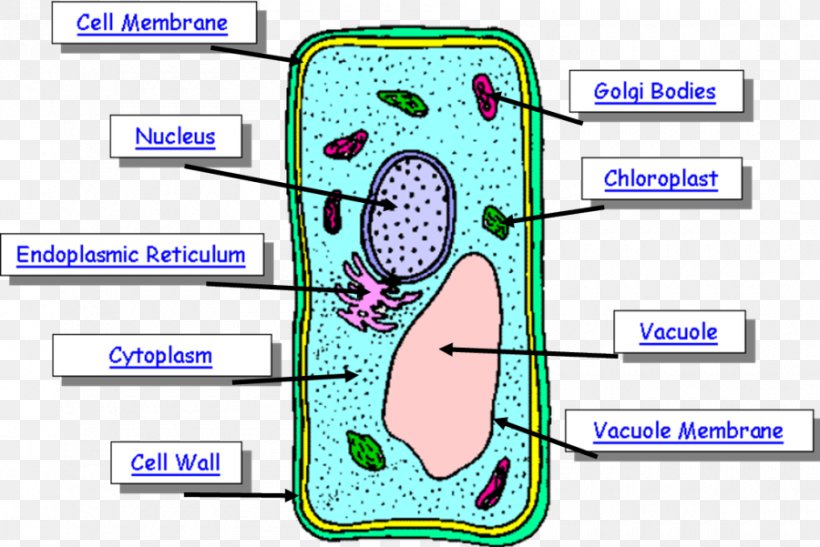 human body cell diagram