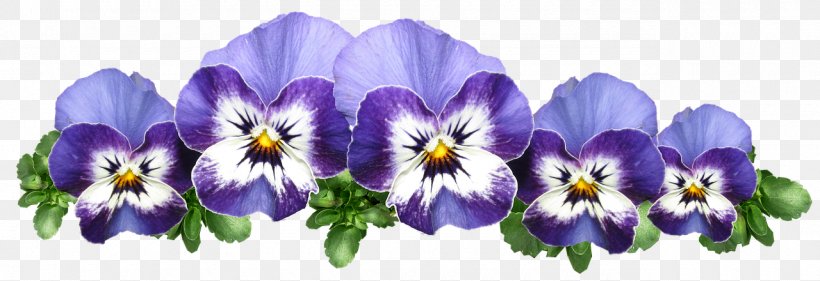 Drawing Of Family, PNG, 1280x440px, Pansy, Drawing, Flower, Petal, Plant Download Free