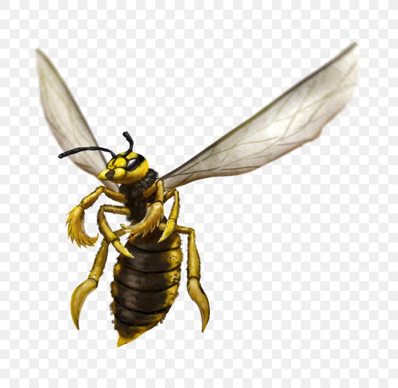 Honey Bee Wasp Amihan Dungeons & Dragons, PNG, 800x800px, Honey Bee, Amihan, Art, Arthropod, Asian Giant Hornet Download Free