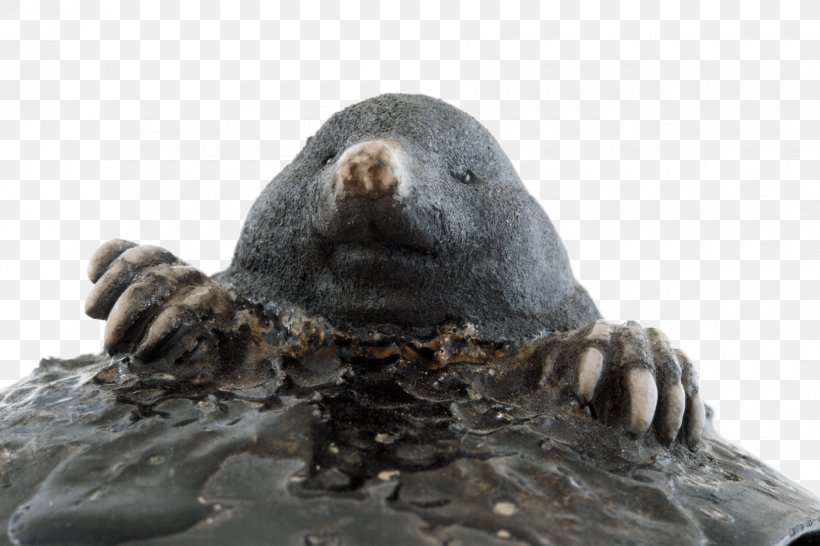 Sea Lion Ceramic Moles Harbor Seal Animal, PNG, 1800x1200px, Sea Lion, Animal, Artist, Barnacle Goose, Beach Download Free