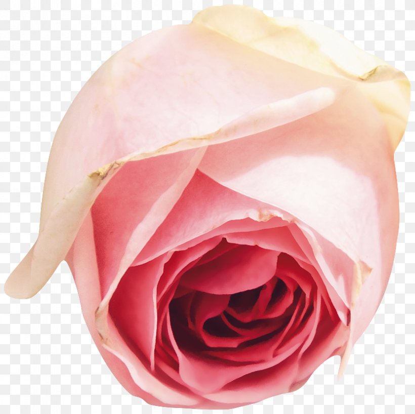 Garden Roses Centifolia Roses Floribunda Pink Flower, PNG, 831x829px, Garden Roses, Centifolia Roses, Close Up, Color, Cut Flowers Download Free