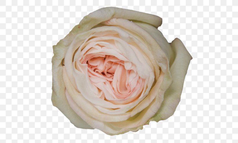 Garden Roses Flower Cabbage Rose Shrub, PNG, 547x492px, Garden Roses, Beige, Blue, Cabbage Rose, Camellia Download Free