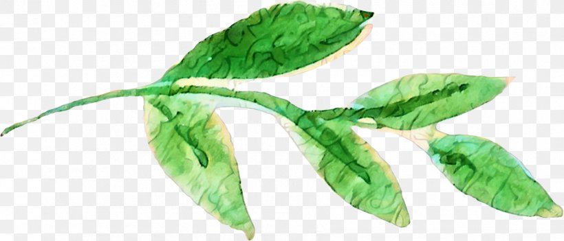 Plants Plant Stem Leaf Holly Watercolor Painting, PNG, 1787x766px, Plants, Birch, Drawing, Flower, Flowering Plant Download Free