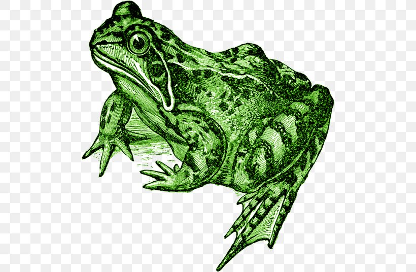 American Bullfrog Toad True Frog Tree Frog, PNG, 500x536px, American Bullfrog, Amphibian, Bullfrog, Drawing, Fairy Tale Download Free