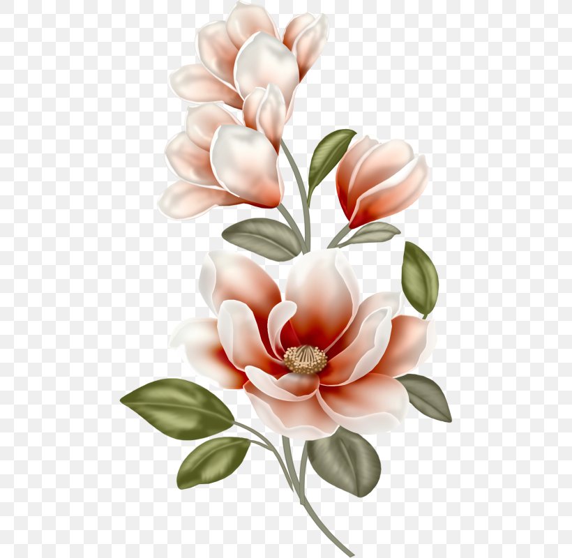 Clip Art Magnolia Image Openclipart, PNG, 478x800px, Magnolia, Art, Botany, Cut Flowers, Drawing Download Free