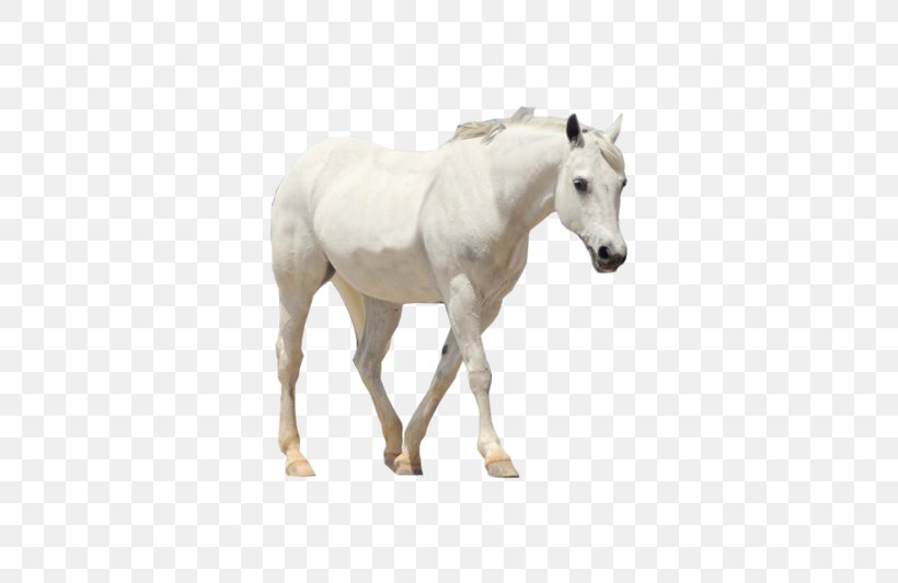Horse Howrse Mare Colt, PNG, 800x533px, Horse, Animal Figure, Colt, Coreldraw, Editing Download Free