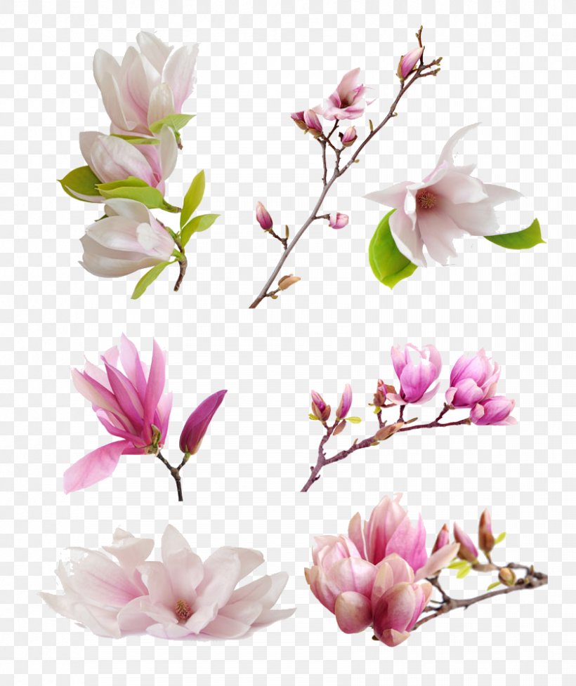 Magnolia Denudata Magnolia Liliiflora Petal Flower, PNG, 839x1000px, Magnolia Denudata, Blossom, Branch, Cherry Blossom, Cut Flowers Download Free