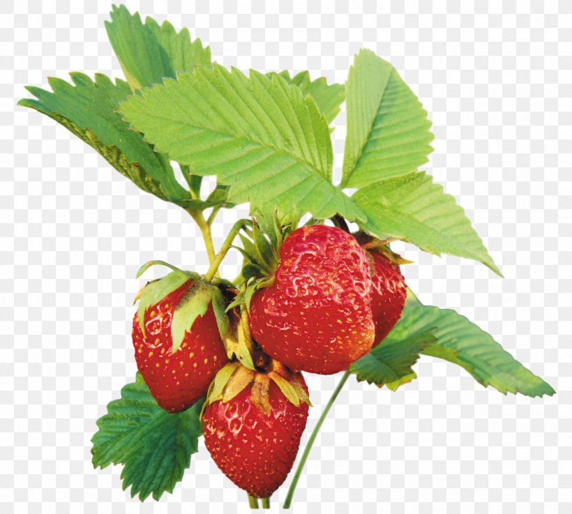 Musk Strawberry Clip Art, PNG, 1772x1594px, Strawberry, Berry, Food, Fragaria, Fruit Download Free