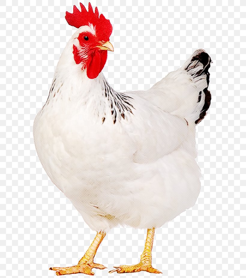Bird Chicken White Rooster Beak, PNG, 607x927px, Bird, Beak, Chicken, Comb, Fowl Download Free
