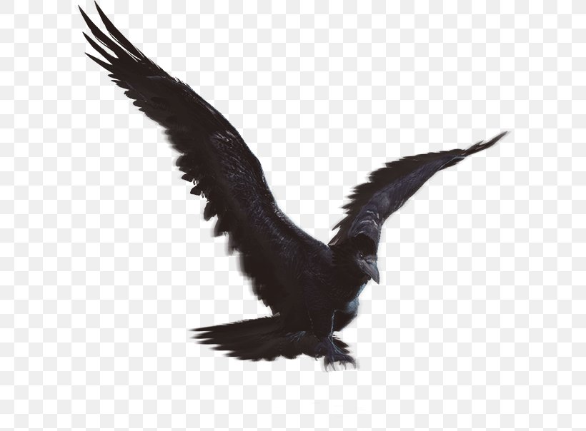 Eagle Fauna Vulture Beak Feather, PNG, 613x604px, Eagle, Beak, Bird, Bird Of Prey, Fauna Download Free