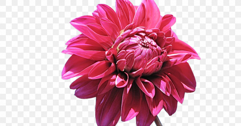 Flower Pink Petal Plant Dahlia, PNG, 1200x630px, Flower, Cut Flowers, Dahlia, Daisy Family, Magenta Download Free