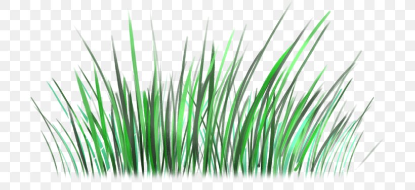 Green Grasses Line, PNG, 699x375px, Green, Grass, Grass Family, Grasses, Plant Download Free