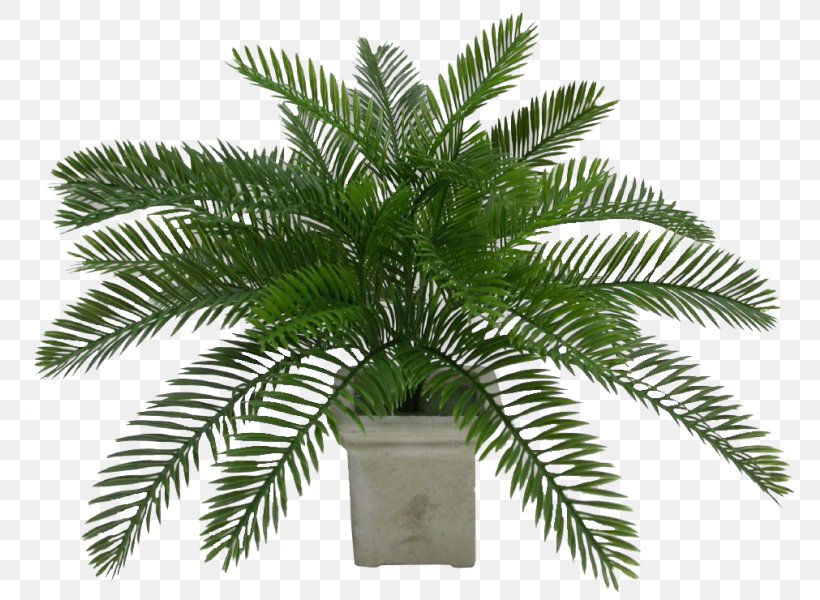 Coconut Oil Palms Date Palm Flowerpot Arecaceae, PNG, 800x600px, Coconut, Arecaceae, Arecales, Date Palm, Elaeis Download Free