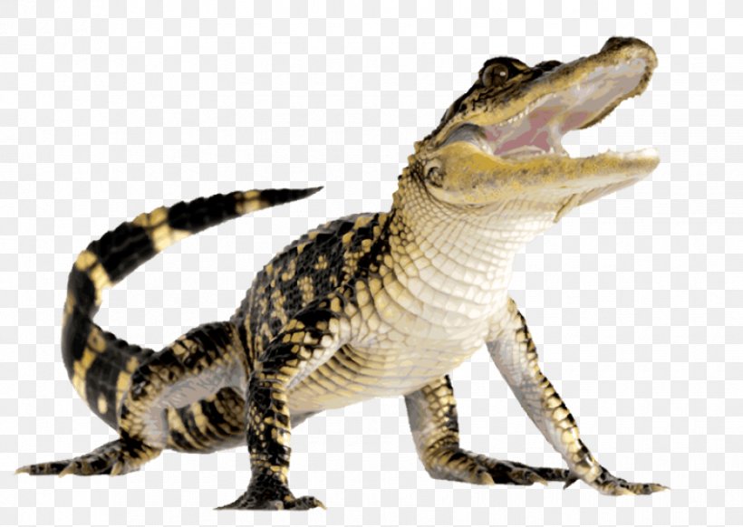 Crocodile Clip Art, PNG, 850x604px, Crocodile, Alligator, American Alligator, Crocodile Clip, Crocodilia Download Free