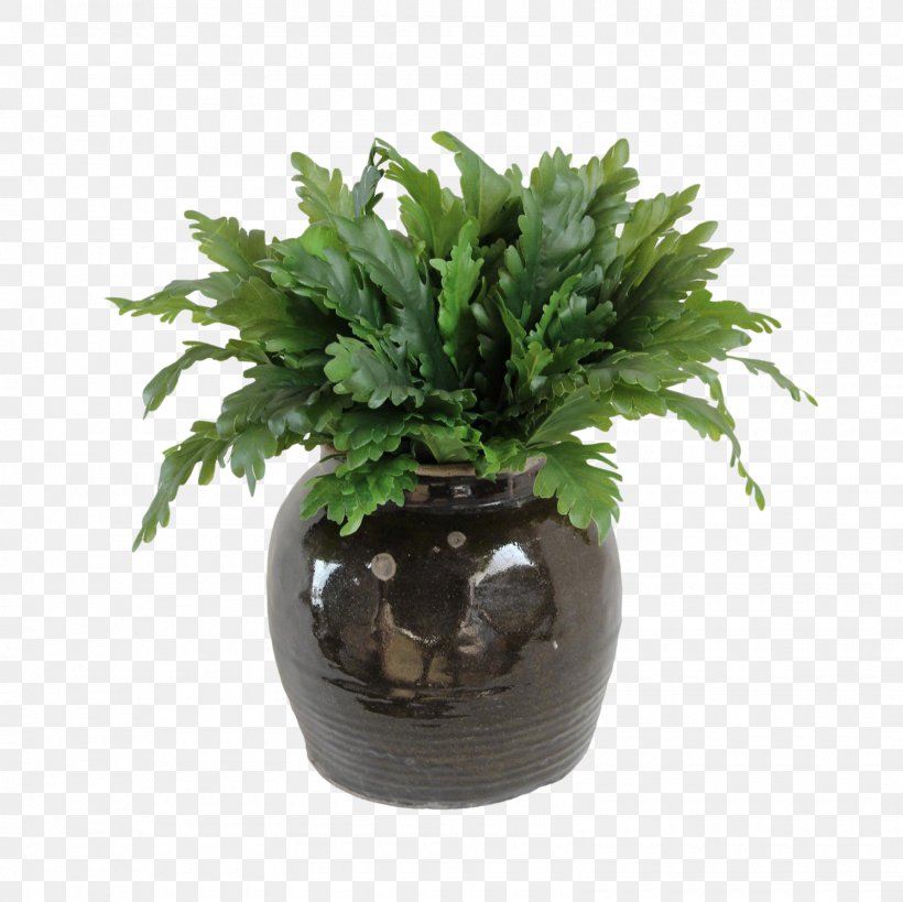 Fern Flowerpot Houseplant Evergreen Tree, PNG, 1600x1600px, Fern, Evergreen, Ferns And Horsetails, Flowerpot, Herb Download Free