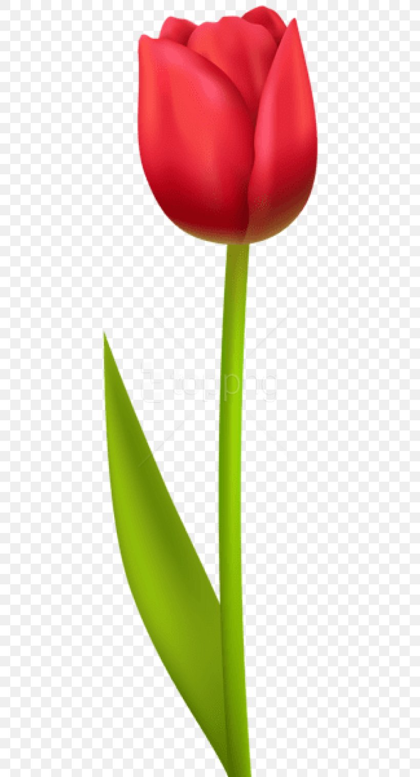 Lily Flower Cartoon, PNG, 480x1516px, Tulip, Anthurium, Closeup, Flower, Hippeastrum Download Free