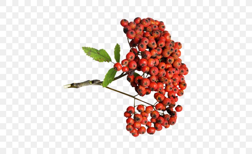 Lingonberry Auglis Zante Currant, PNG, 500x500px, Lingonberry, Auglis, Berry, Cranberry, Currant Download Free