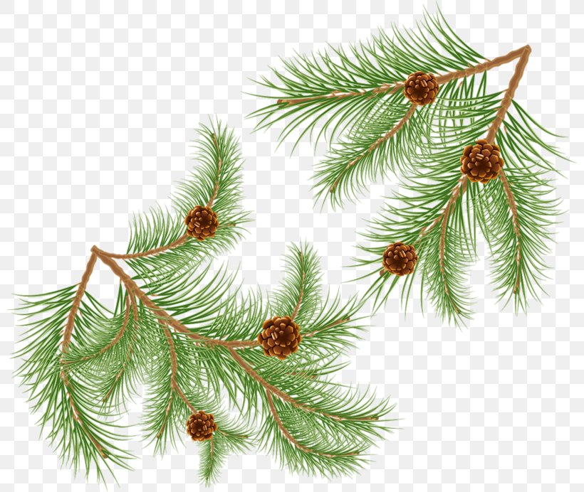 Spruce Conifer Cone Needle, PNG, 800x692px, Spruce, Branch, Christmas Ornament, Cone, Conifer Download Free