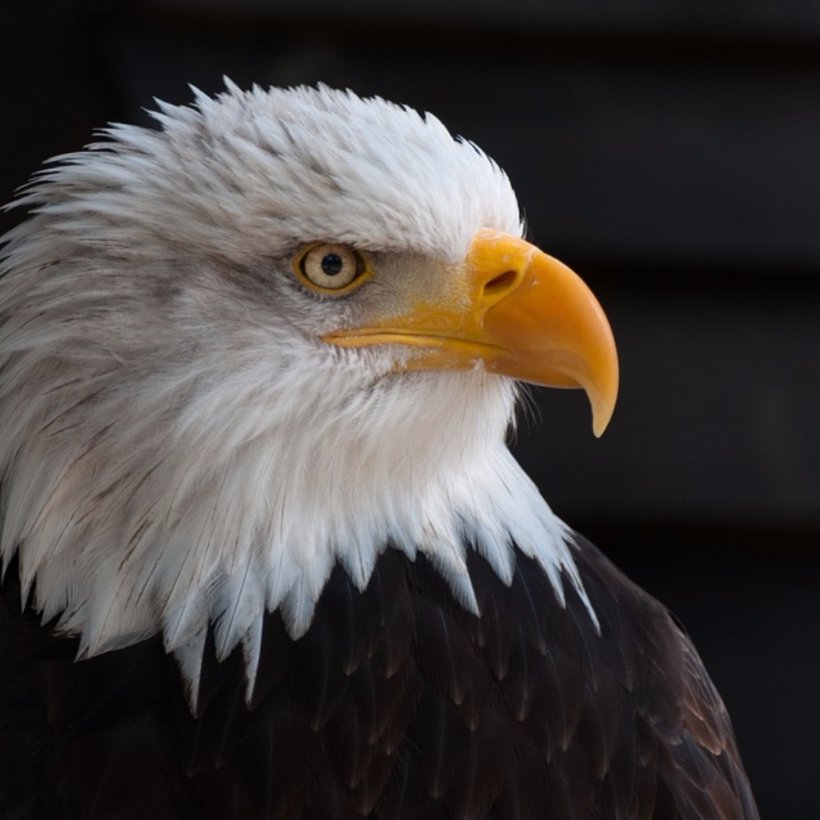 United States Bald Eagle Bird Vulture, PNG, 1024x1024px, United States, Accipitriformes, Acrylic Paint, Bald Eagle, Beak Download Free